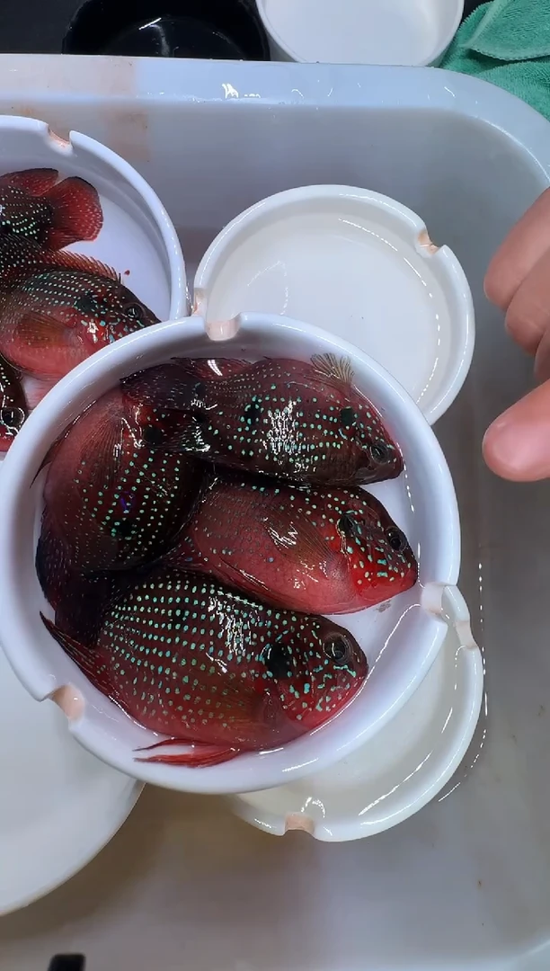 红宝石鱼2对红宝石