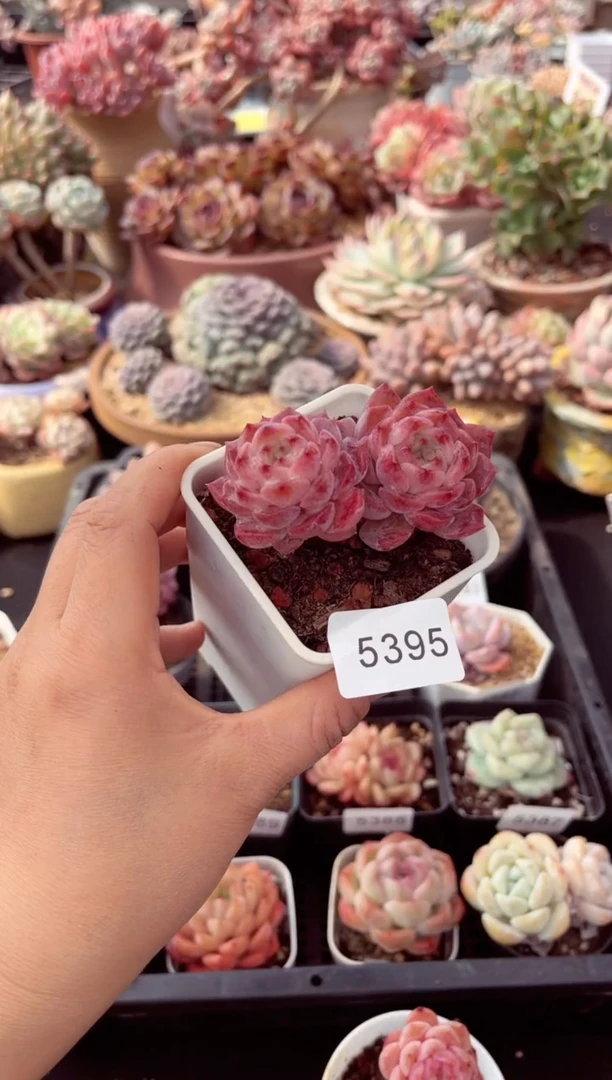 【闪购商品】5395双头冰魄多肉