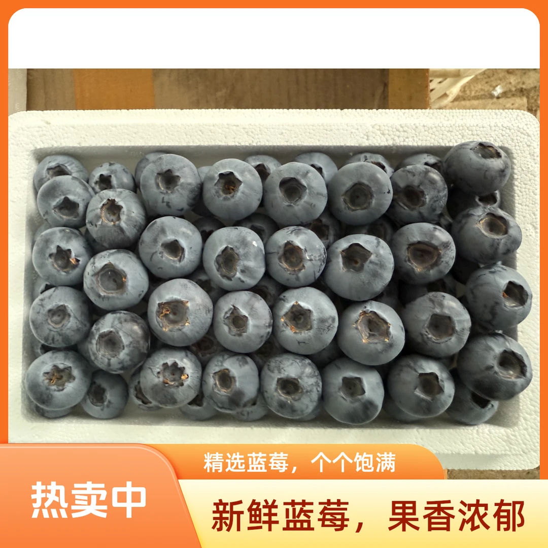 丹东蓝莓L25头茬果