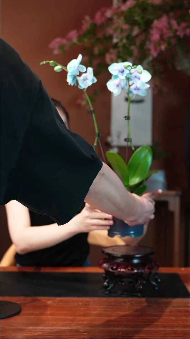 无花朵蝴蝶兰盆景盆景