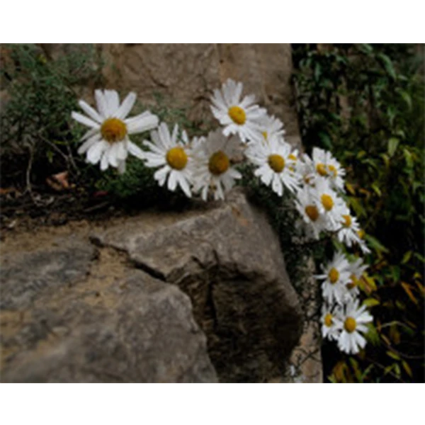 野生太行山菊花，一物一拍老桩
