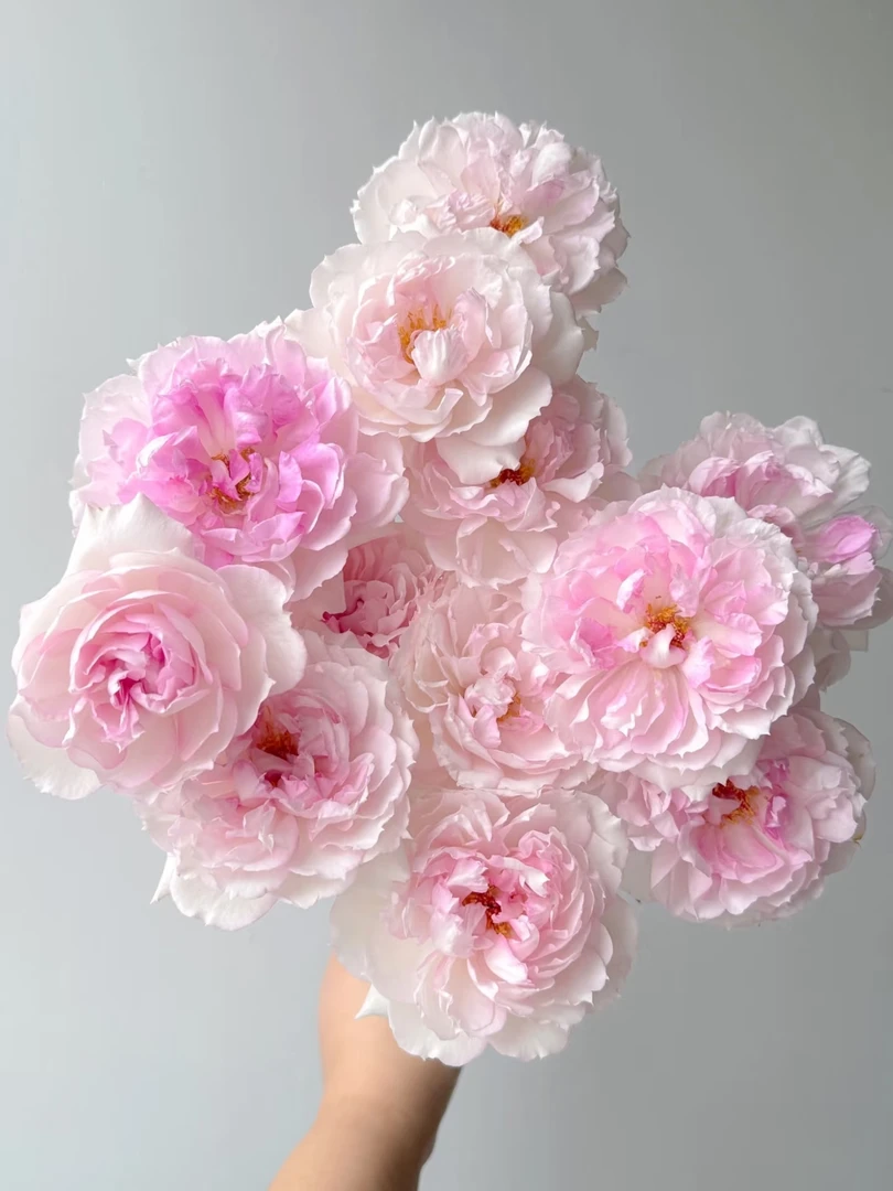 两单包邮！多头【玛莎】玫瑰