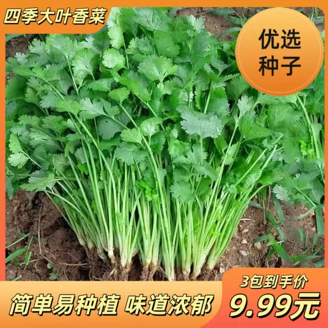【速生香菜】四季快速香菜阳台室内花卉盆栽大叶耐热耐寒秋冬蔬菜