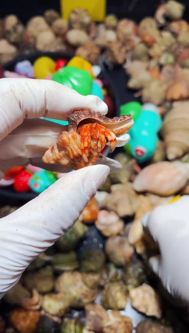 陌派有钳寄居蟹628