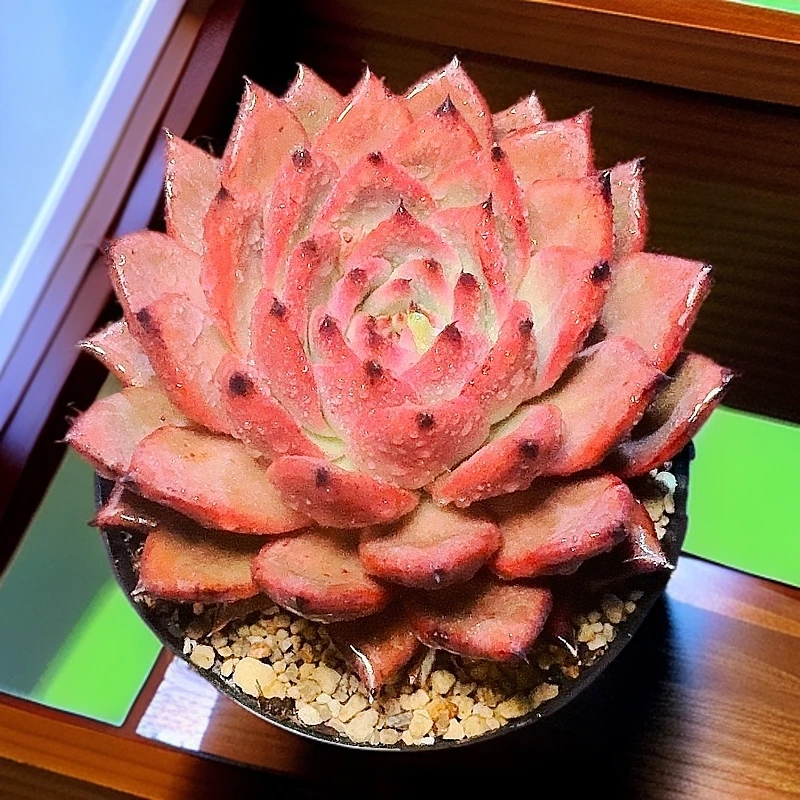 77多肉植物（红钻） 多肉植物养护裸根产地产品