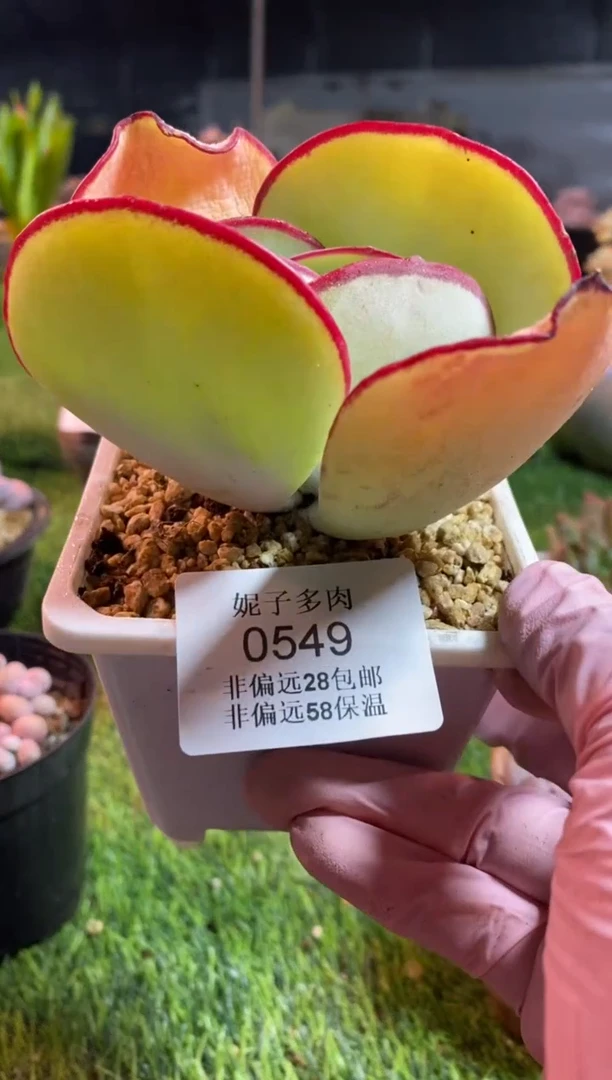 【闪购商品】0549a