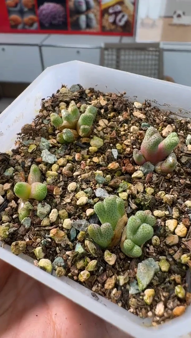 【闪购商品】4-55拇指斑马一颗