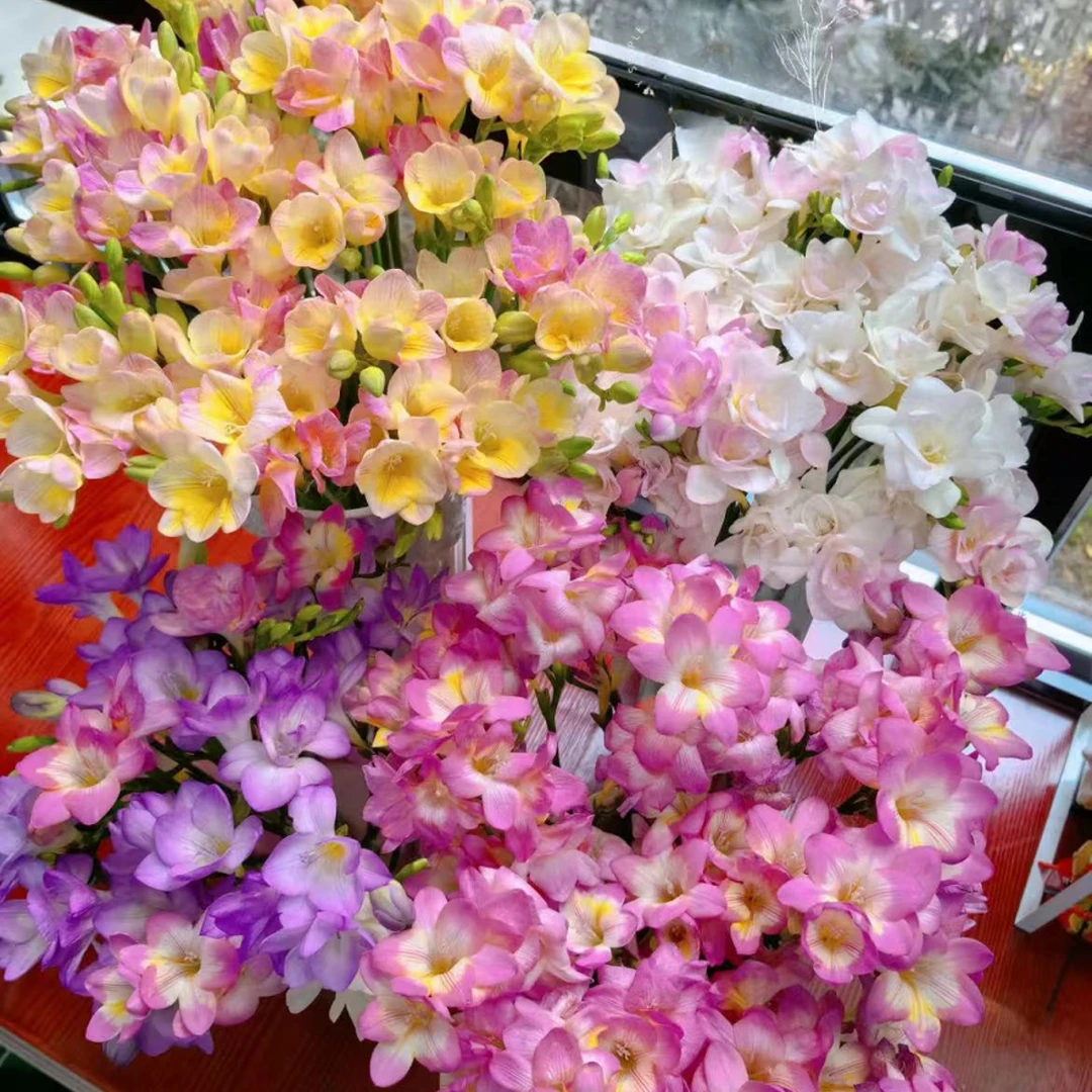 【一品花集】新品【粉香槟+星黛露】香雪兰 新品