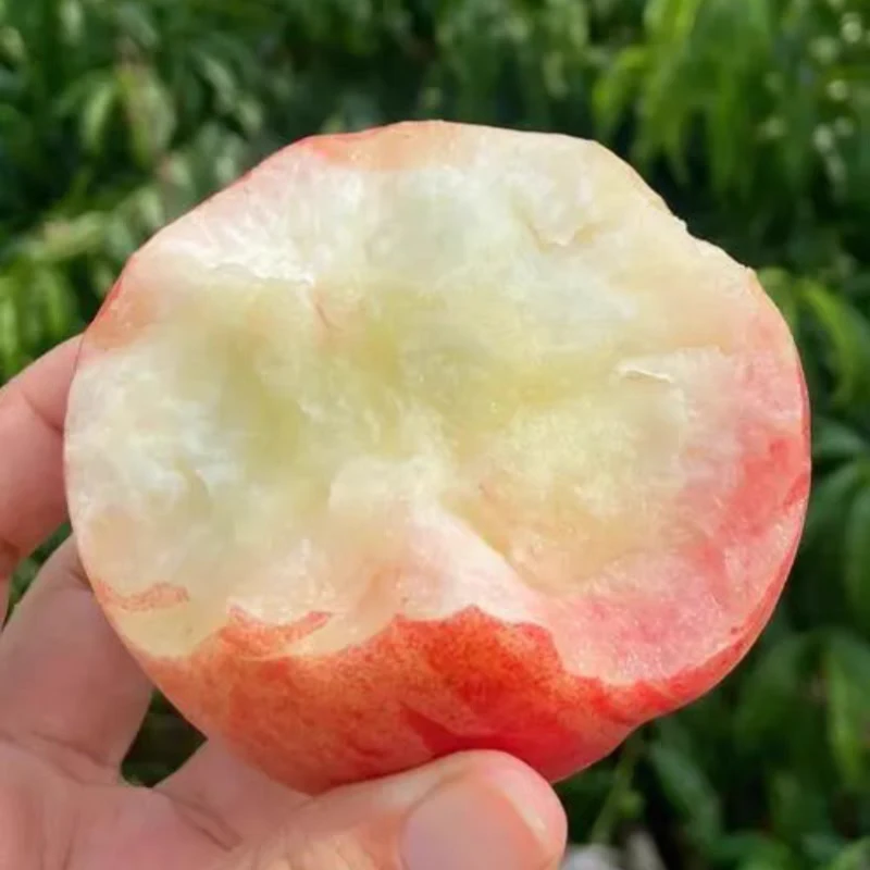 蒙阴蜜桃山东蒙阴【水蜜桃】自家果园 现摘现发脆甜