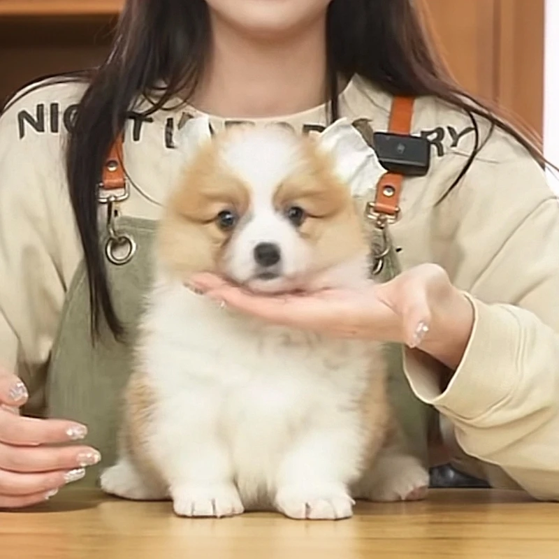 披萨瓢总柯基大队跑披萨双色长毛柯基小狗宠物活体