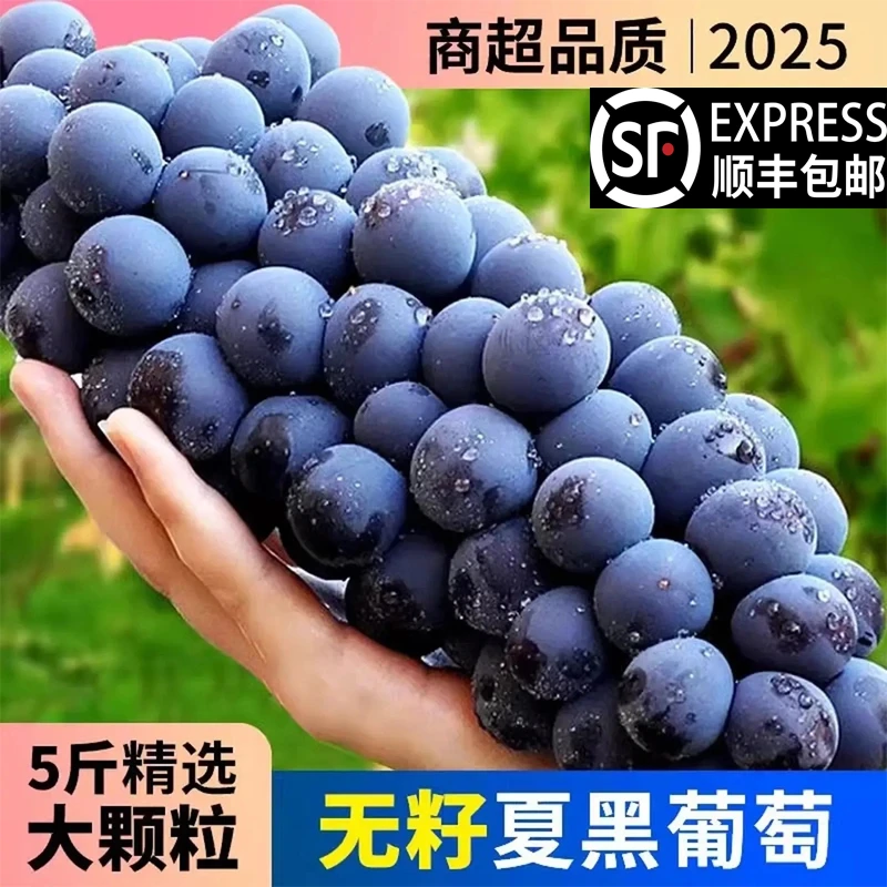 夏黑葡萄新鲜现摘无籽甜脆爆汁当季黑珍珠葡萄整箱【顺丰包邮】