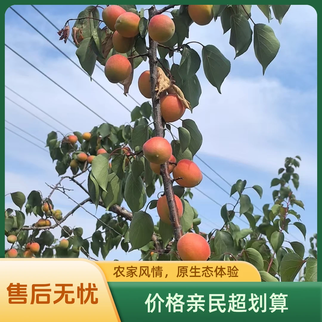 高山梯田红杏香甜软糯