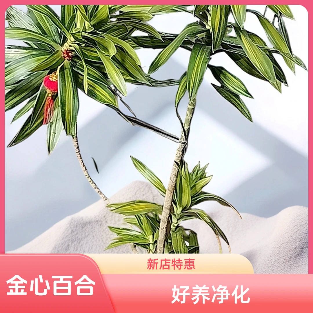 【双11☆新人特惠】金心百合竹源头基地直销网红室内盆栽好养净化