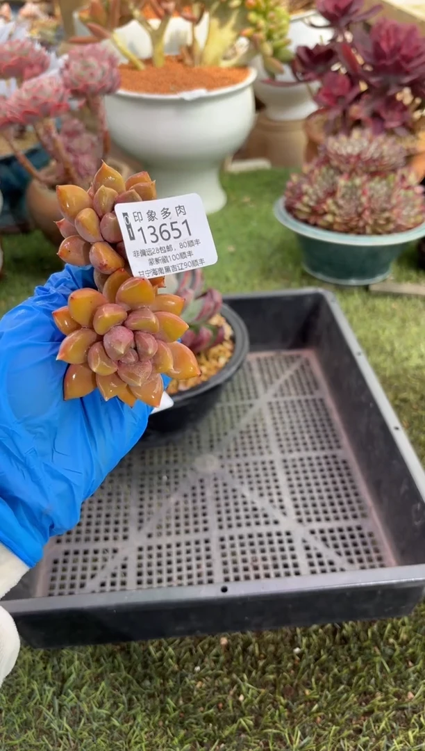 【闪购商品】13651