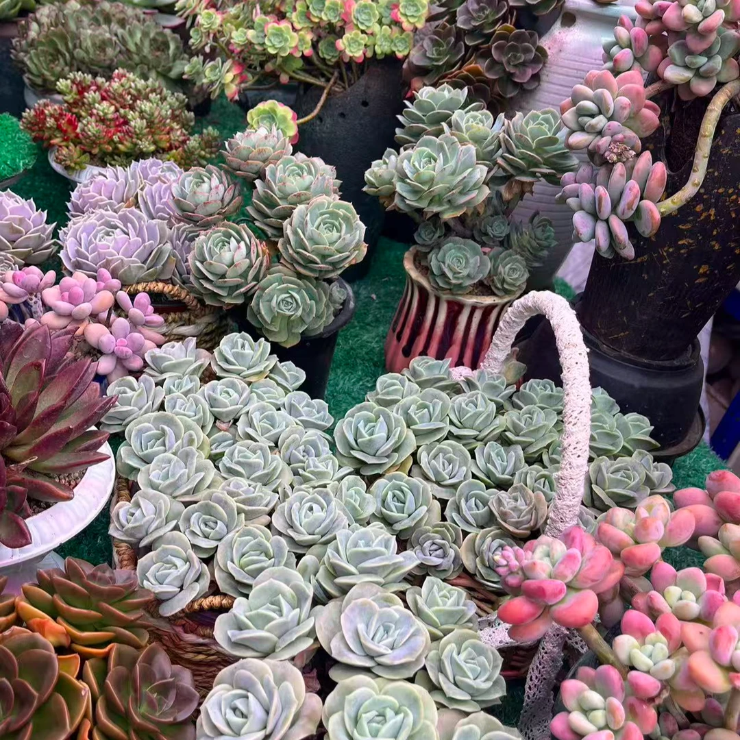 【集合链接28】黄大锤多肉阳台露台植物栽种养护