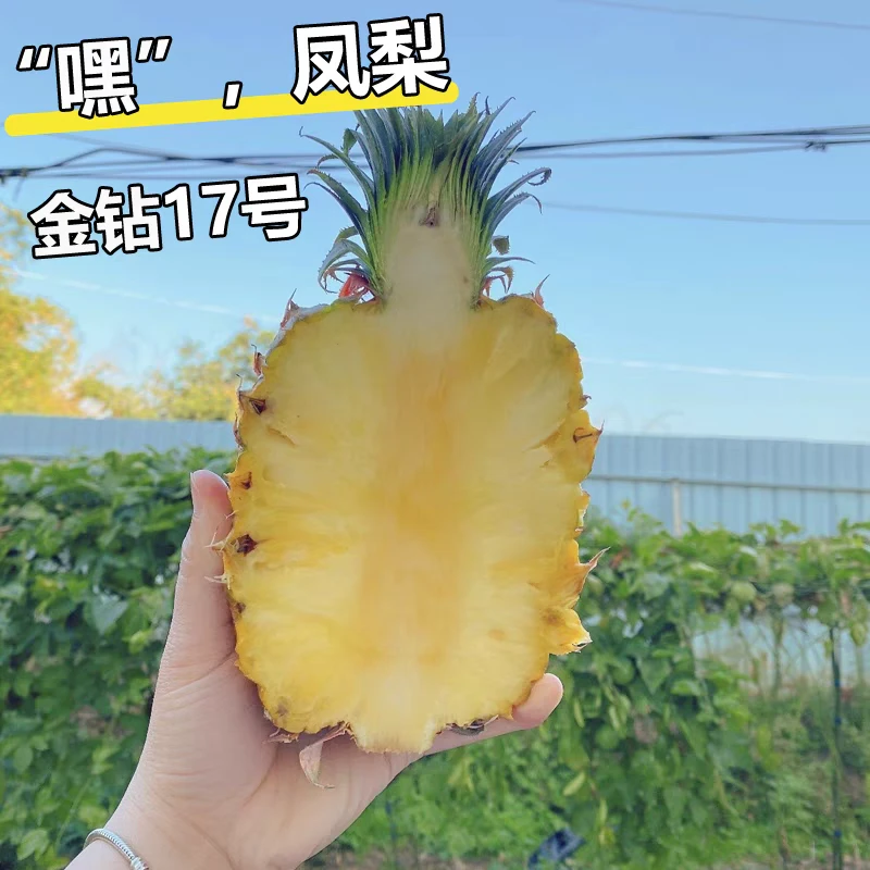 惠来台农17号嘿凤梨海南树熟金钻凤梨香甜多汁应季鲜果现摘现发