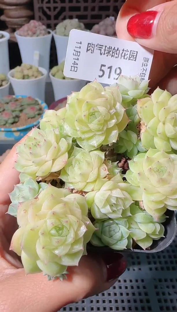 1114-519群生不包整