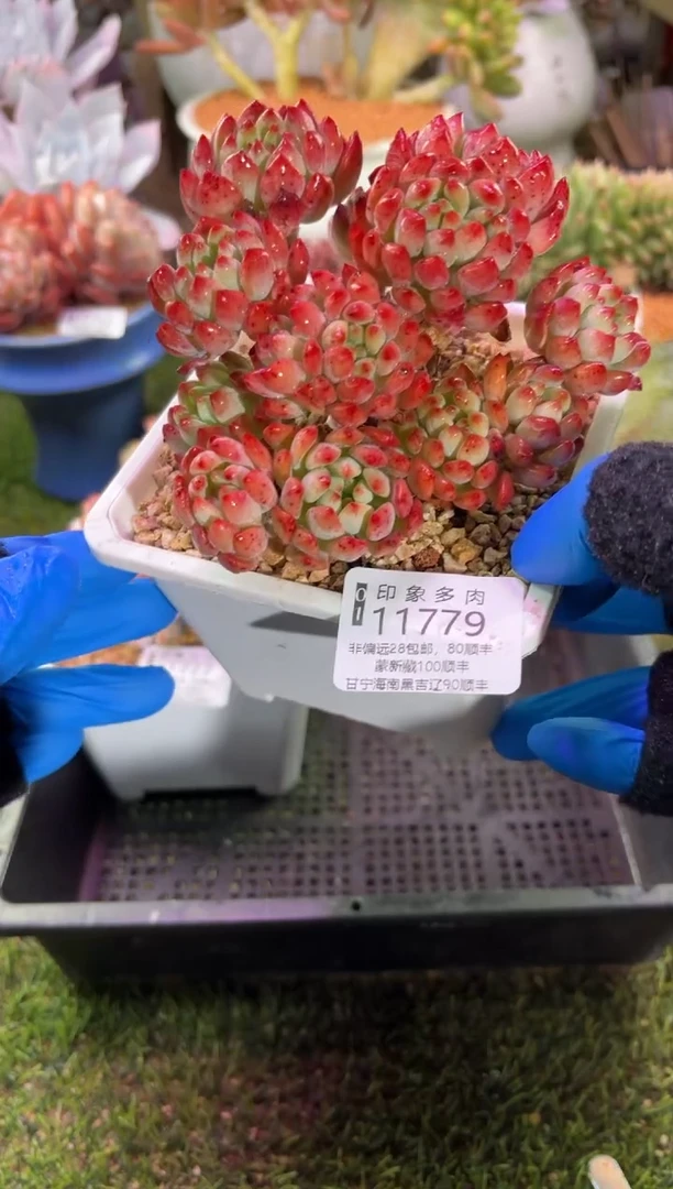 【闪购商品】11779