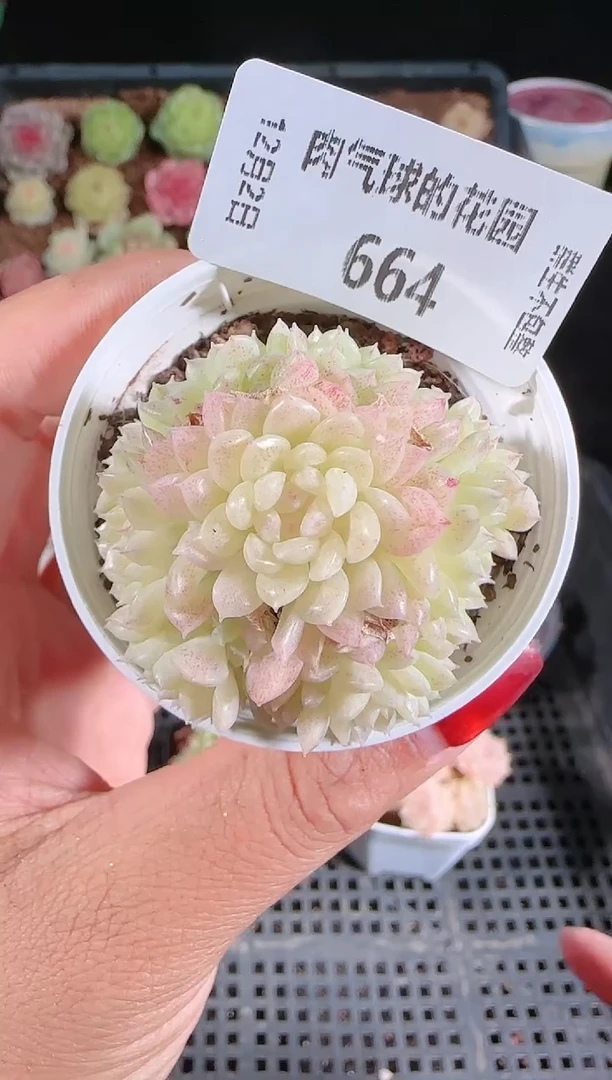 1202-664绝绝多肉群生不包整