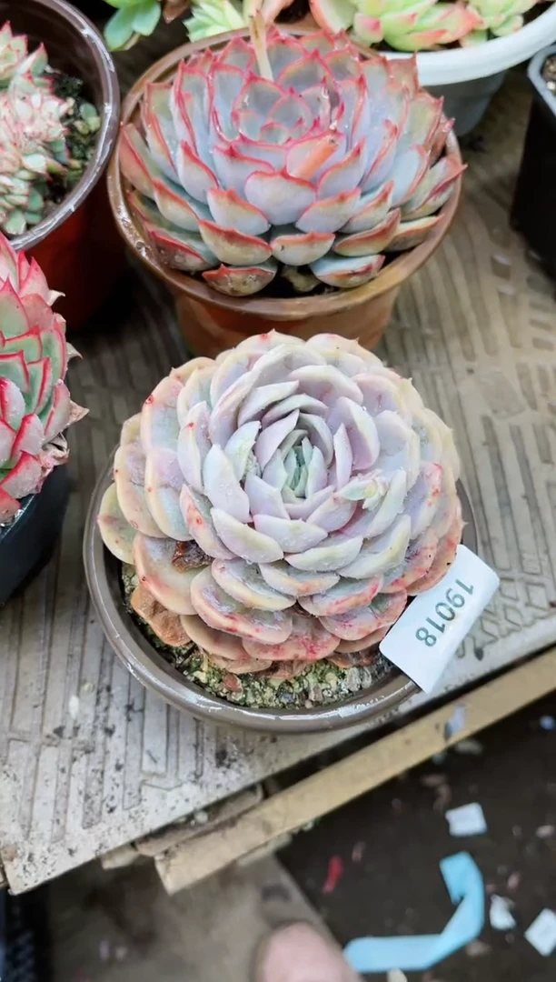 【闪购商品】19018