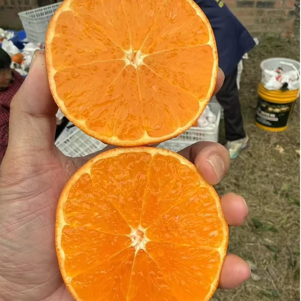 嫁接明日见绿植家庭盆栽包邮到家