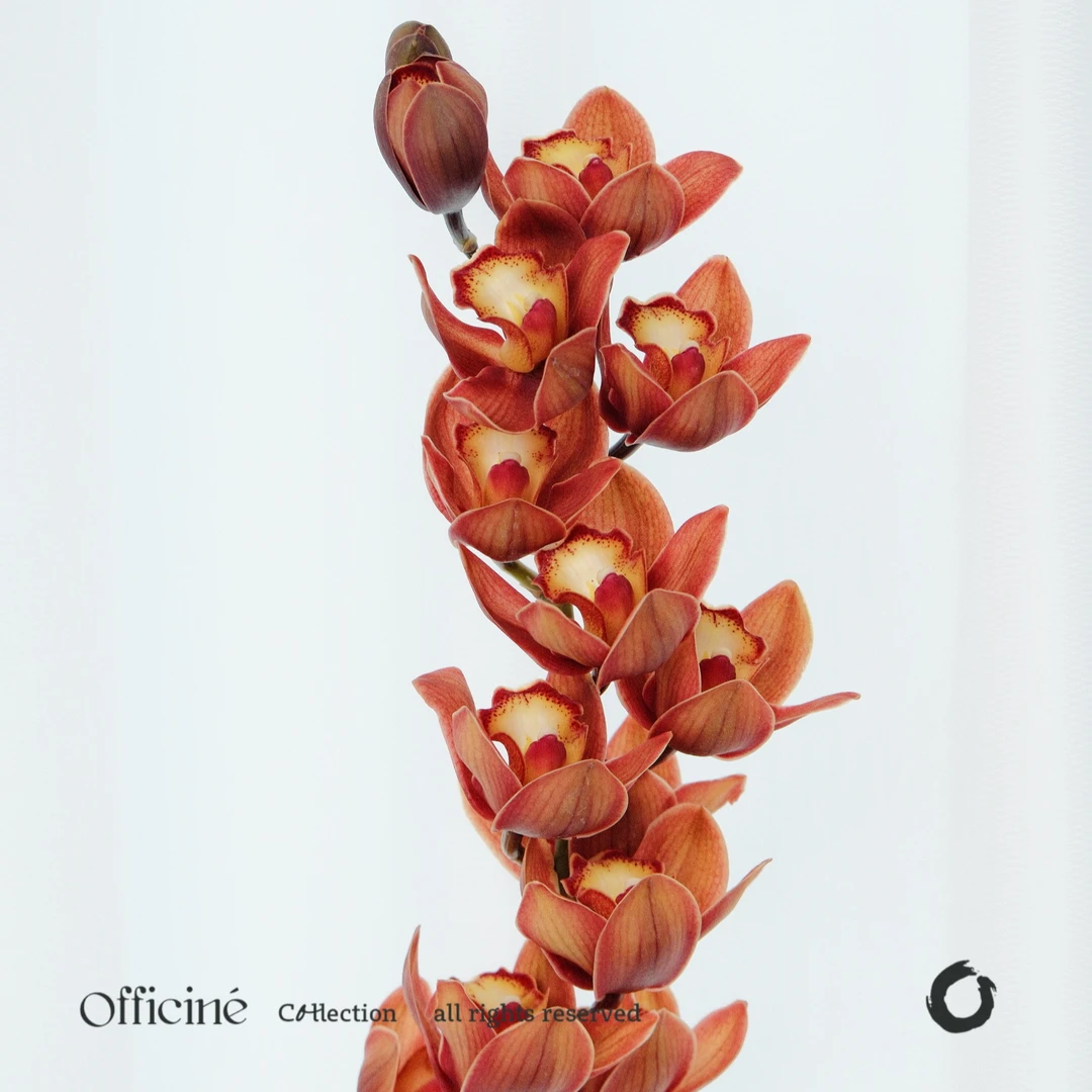 大花蕙兰 1174佛光 Officine美好花市基地直采鲜切花束顺丰空运