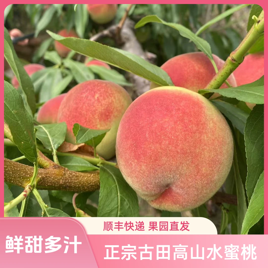 古田水蜜桃高山现采现发农家桃子礼箱大果古田桃