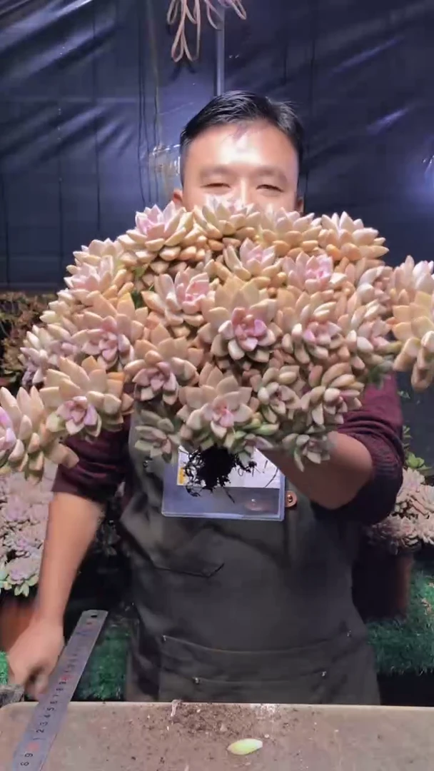 253淡雪缀化（一物一拍）