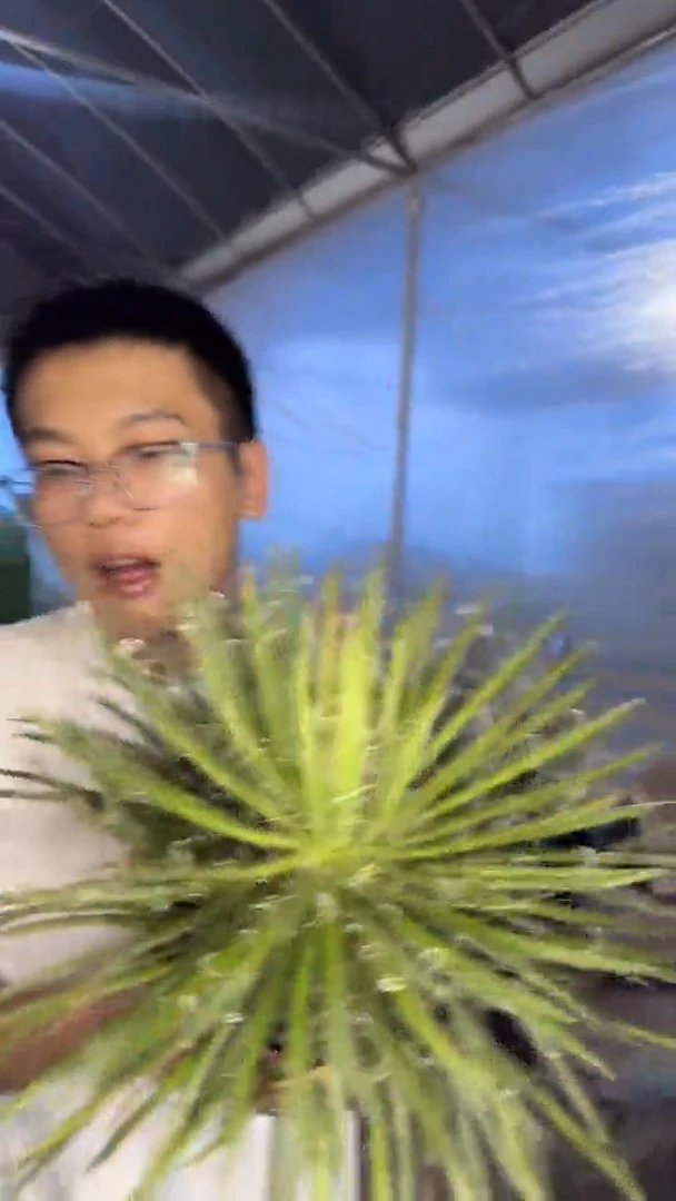 龙之白丝 龙舌兰【带根】