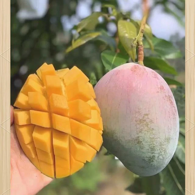 凯特芒 约2-3斤/份