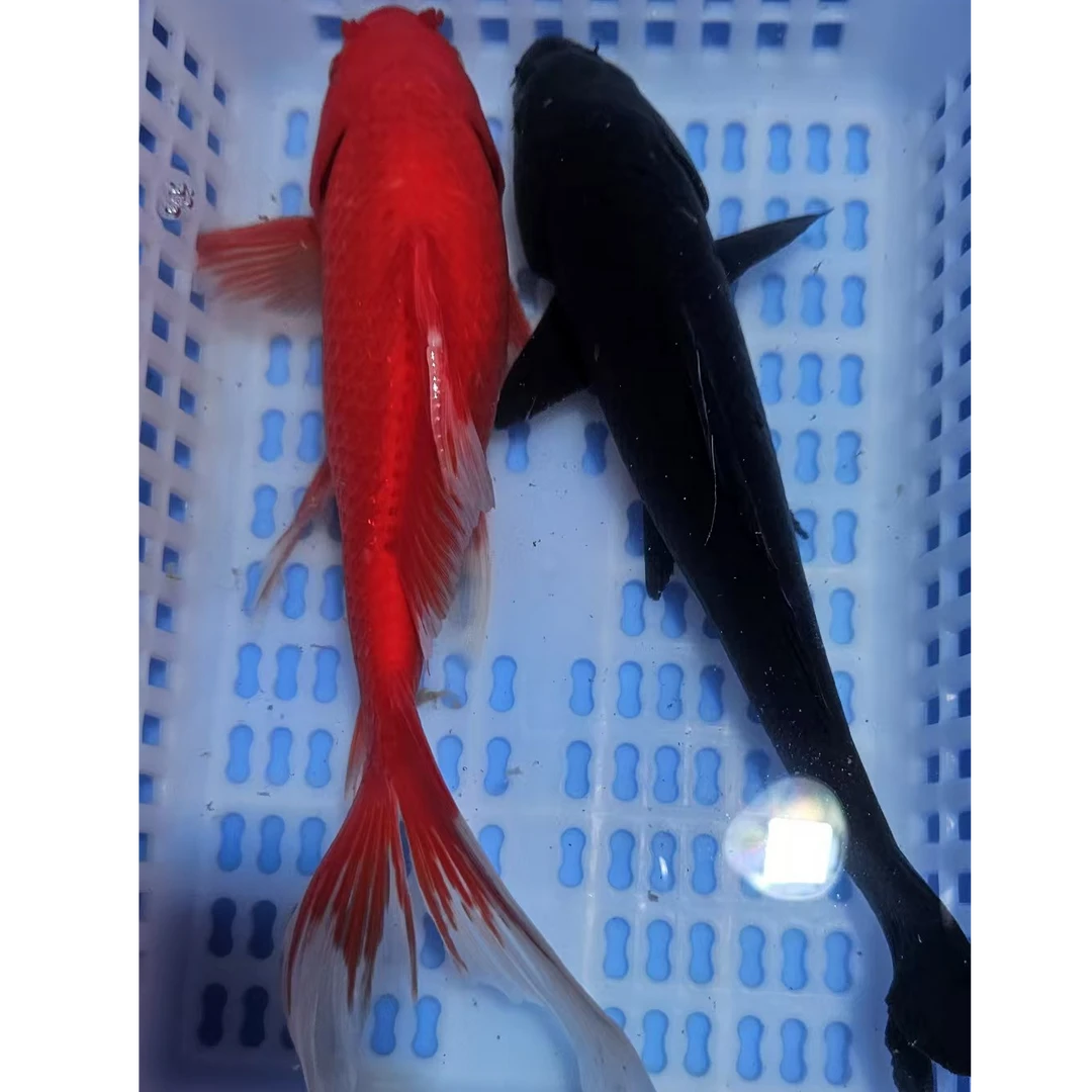 【两条装】18-23厘米铁包金黑锦鲤红草金闪麟火凤凰大鳍大尾包邮