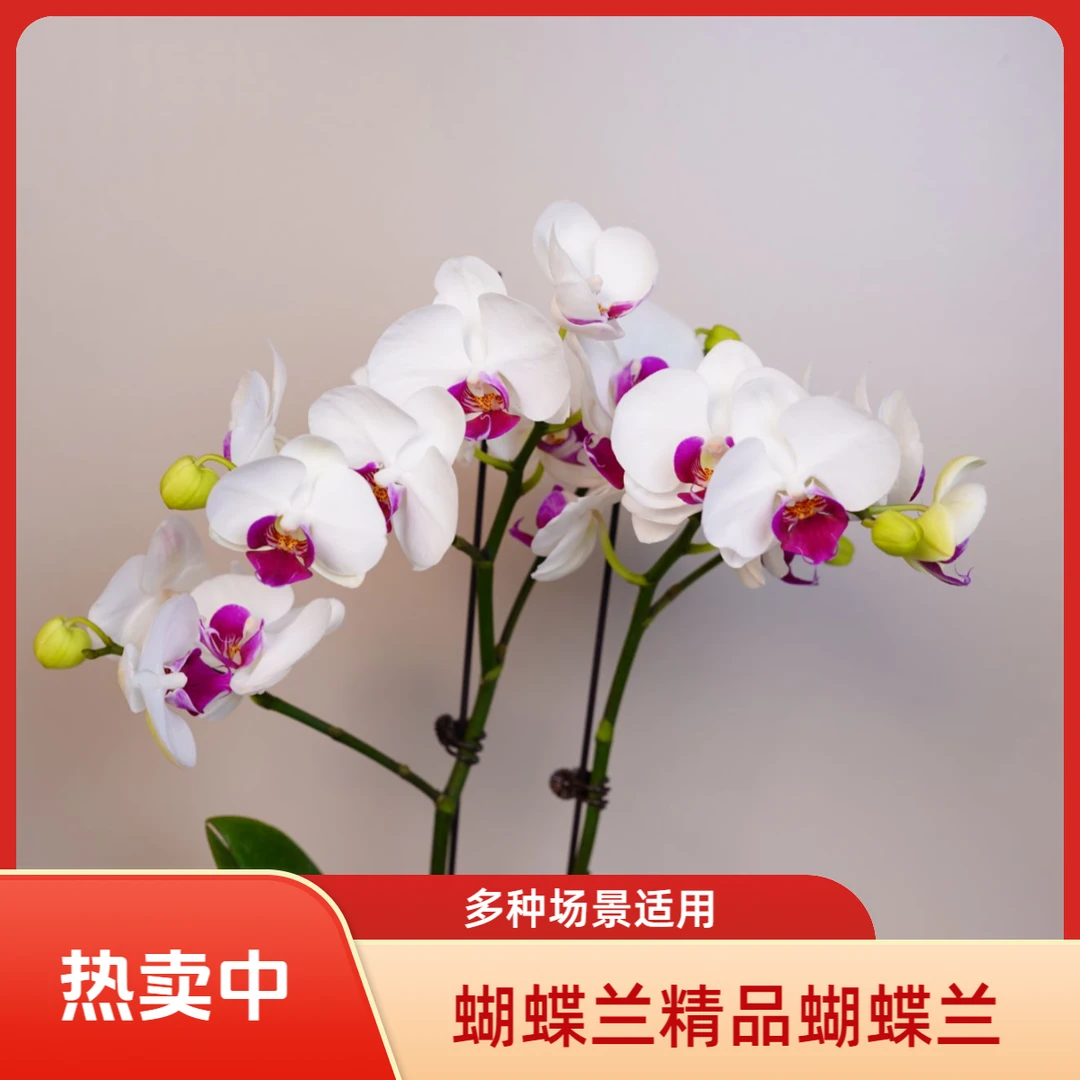悠花里蝴蝶兰【雪玉】带花带少量花苞开花珠发货