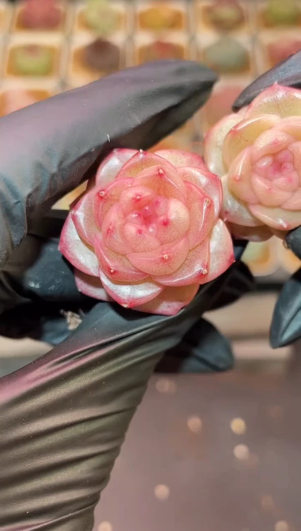 闪购1189 粉翡多肉一颗   3厘米