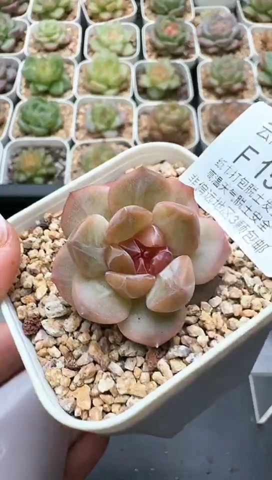 151F云禹多肉植物 默认脱土纸巾打包 3颗包邮