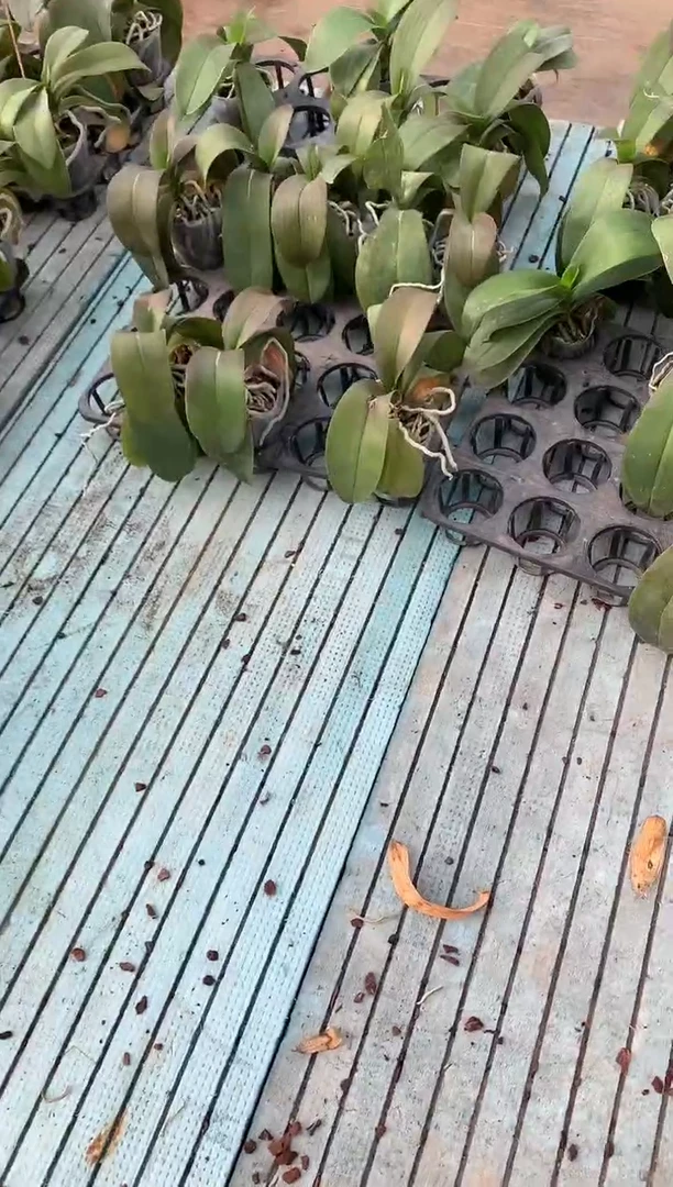 完全开放春丽福利苗两盆