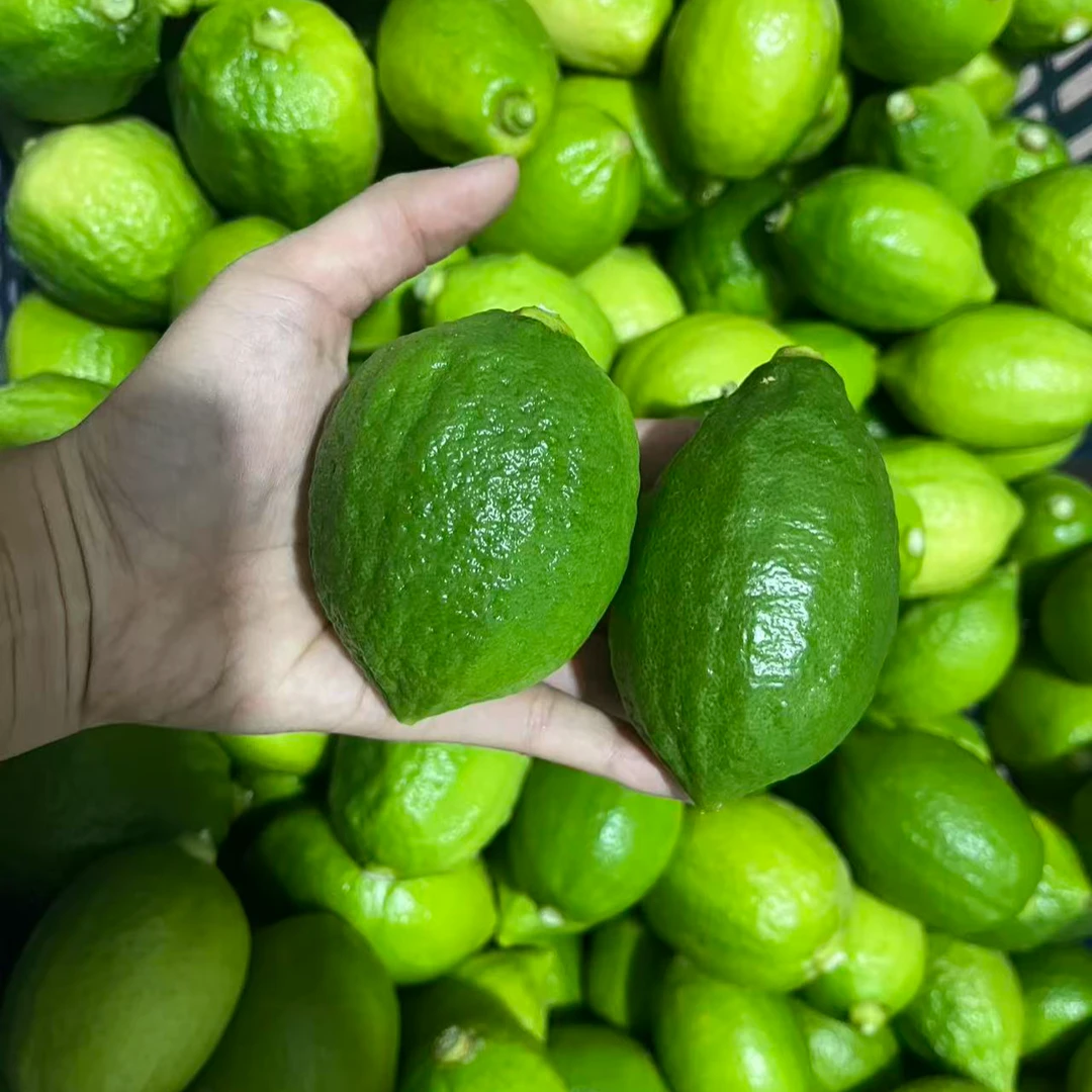 【现摘现发】九斤装正宗广东香水柠檬一级果奶茶店手打柠檬茶专用