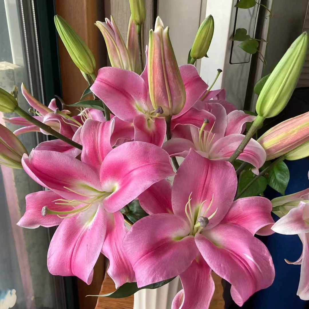 A级（罗宾娜）香水百合东北原产地发货鲜花鲜切花顺丰包邮
