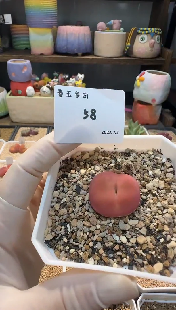 ❤****️25.7.3-58多肉多肉