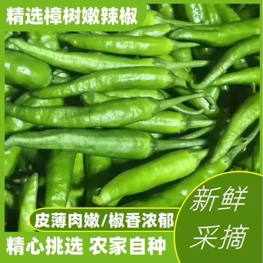 【顺丰生鲜】新鲜现摘农家自种樟树椒品种虎皮椒食用农产品尝鲜