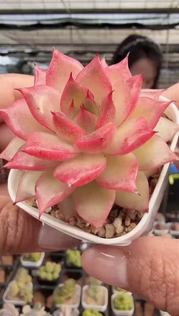 东云多肉园新款-226