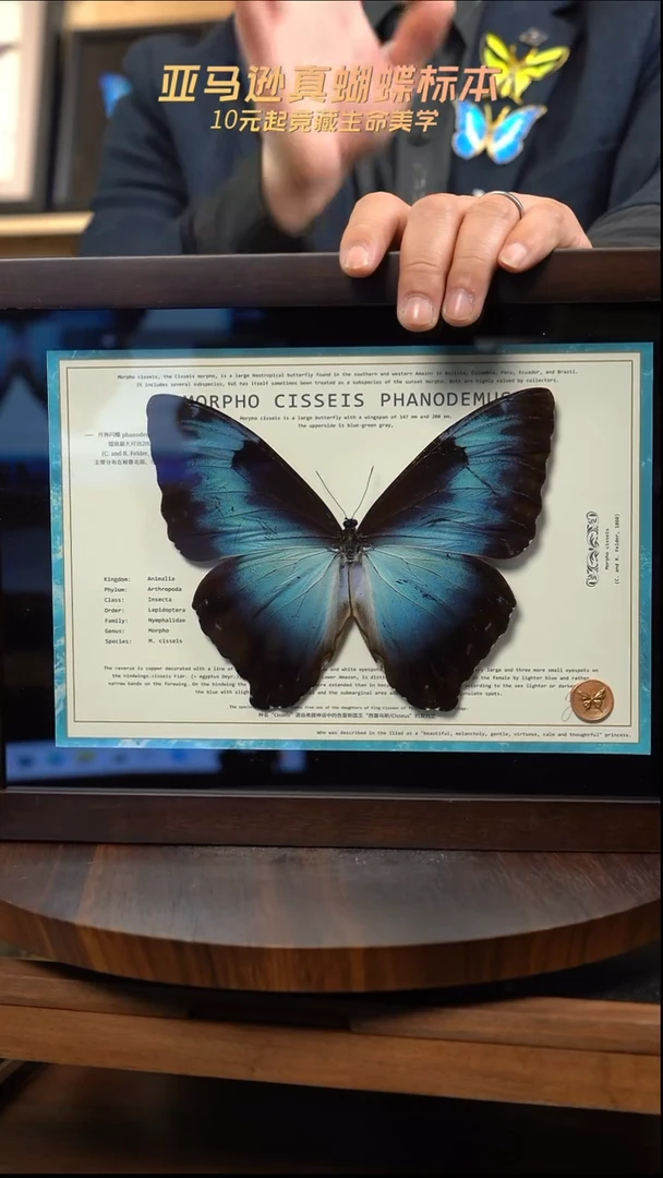 月神闪蝶p亚i190