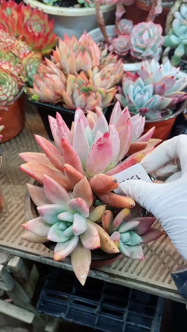 【闪购商品】15032