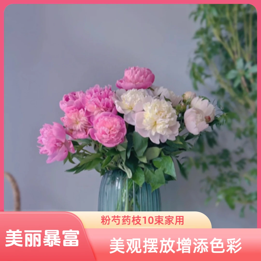 居家摆放 芍药10枝 白色 粉色