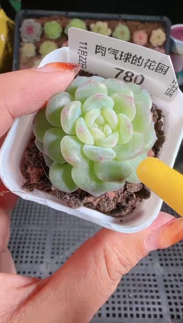 1122-780清浅切糕群生不包整