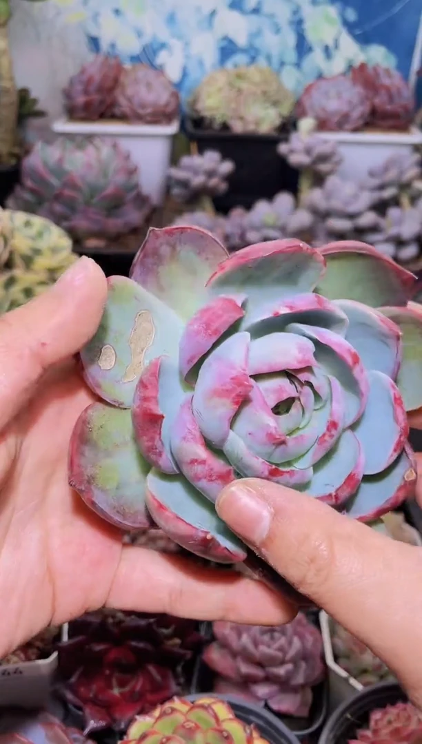 【闪购商品】150惊鸿仙子