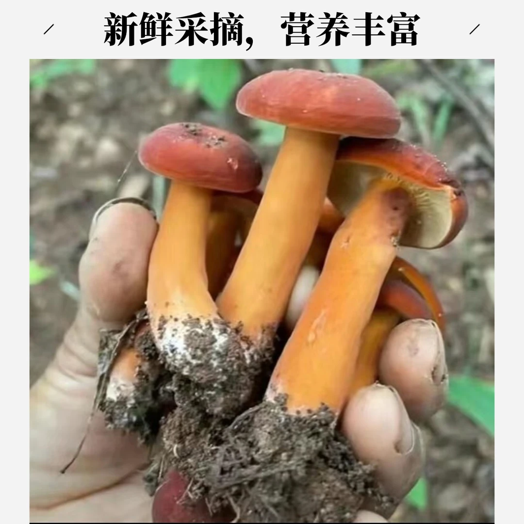 云南纯野生新鲜奶浆菌 图片仅供参考  实图以发货为准