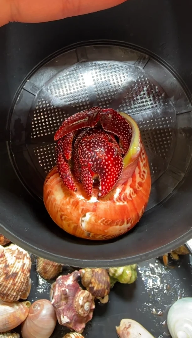 2.8口黑莓寄居蟹一只
