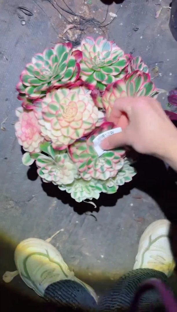 【闪购商品】996 法师锦