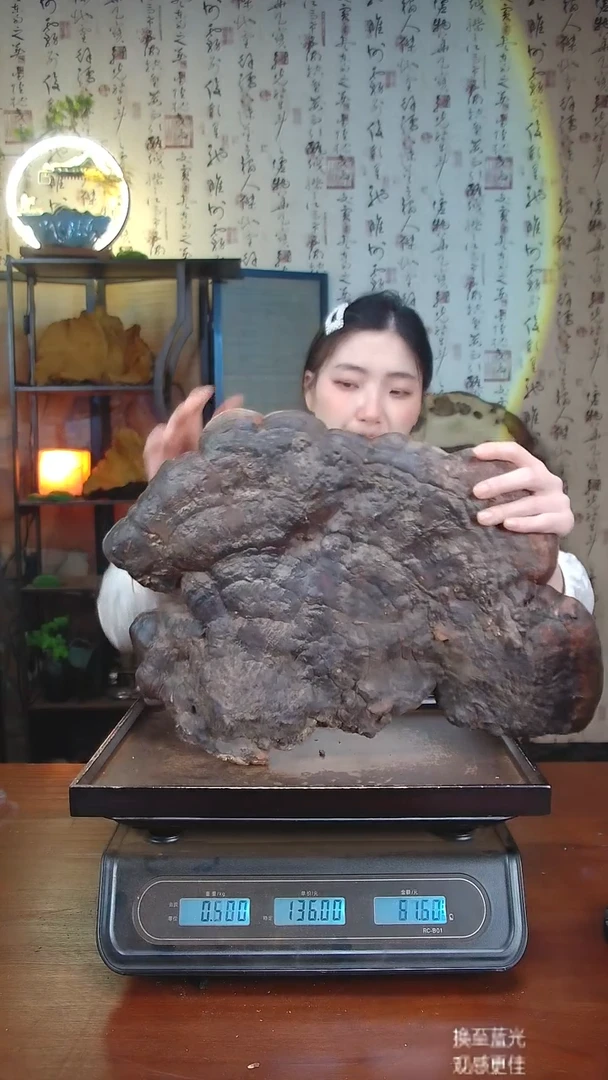 红缘拟层孔菌中国大陆【藏区 野生】红缘树舌（3.75斤）40-50年份
