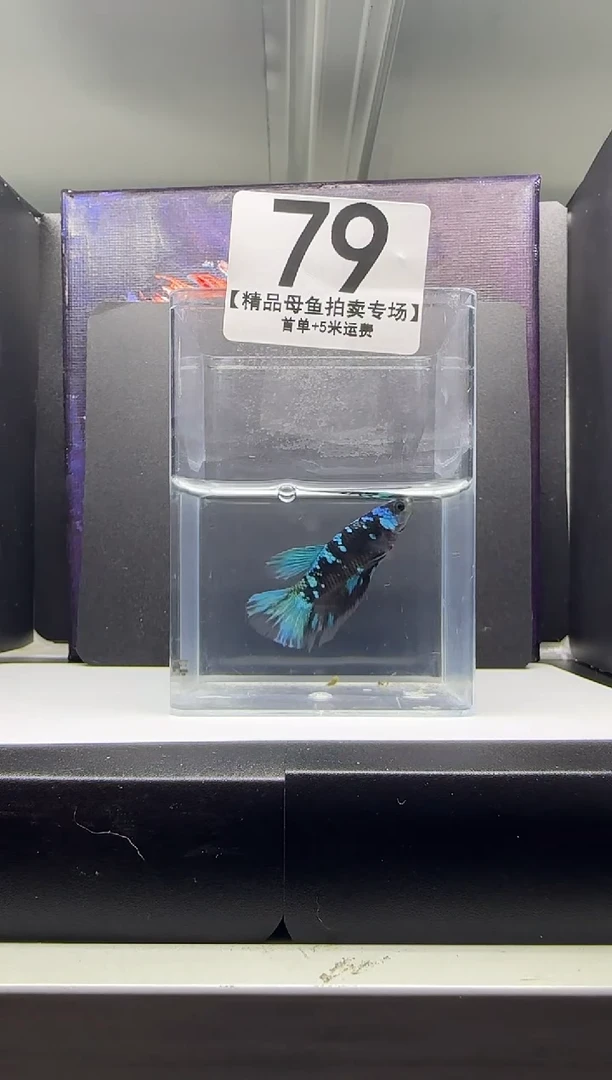 海水鱼母鱼编号：79